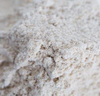 Flour Sorghum (ADM100 ) – Snow Cap